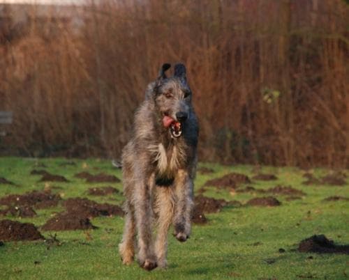 Irish Wolfhound