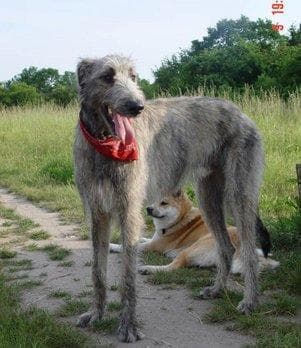 wolfhound