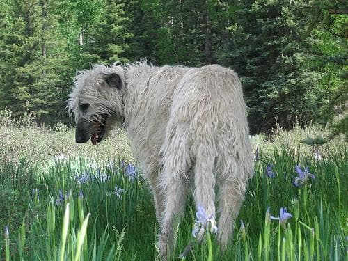 Irish Wolfhound