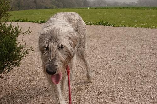 Irish Wolfhound