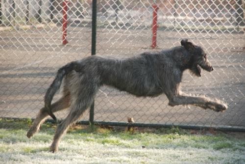 Irish Wolfhound