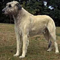 Irish Wolfhound