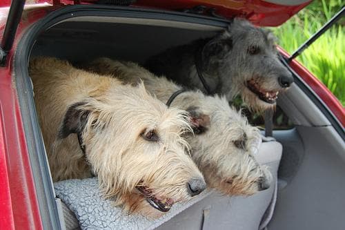 Irish Wolfhound