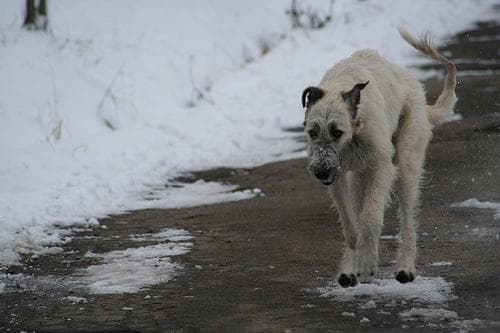 wolfhound