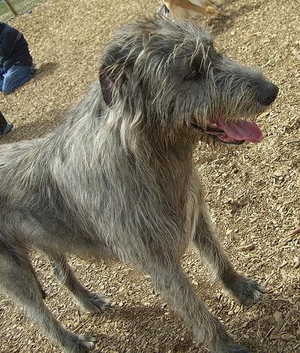 wolfhound