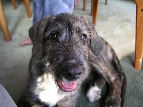 wolfhound