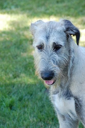 wolfhound