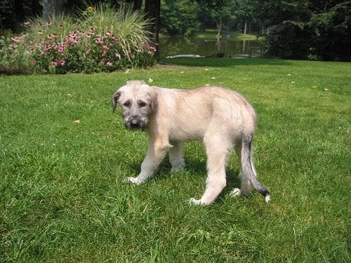 wolfhound