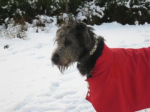 Irish Wolfhound
