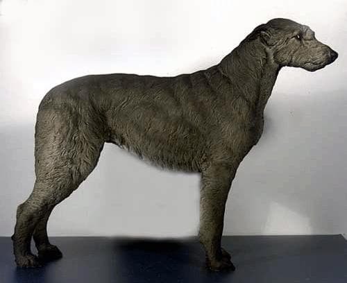 Irish Wolfhound