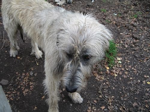 Irish Wolfhound