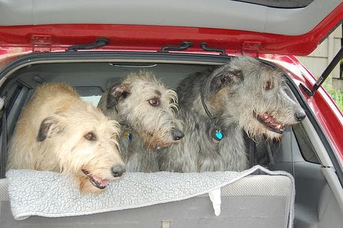 Irish Wolfhound
