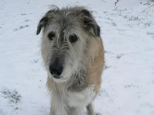 Irish Wolfhound