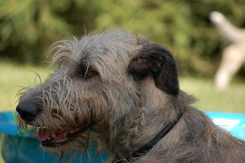 Irish Wolfhound
