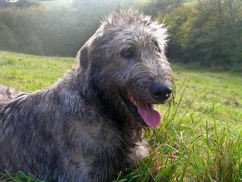 wolfhound