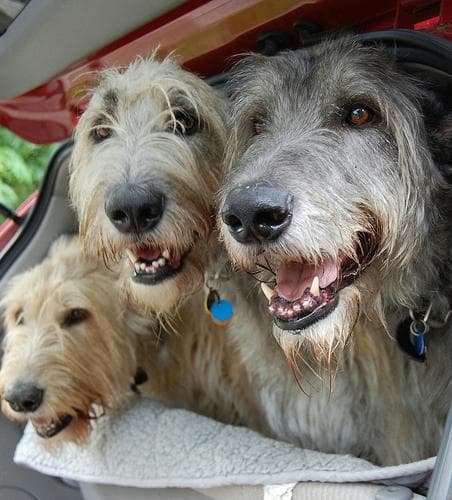 Irish Wolfhound