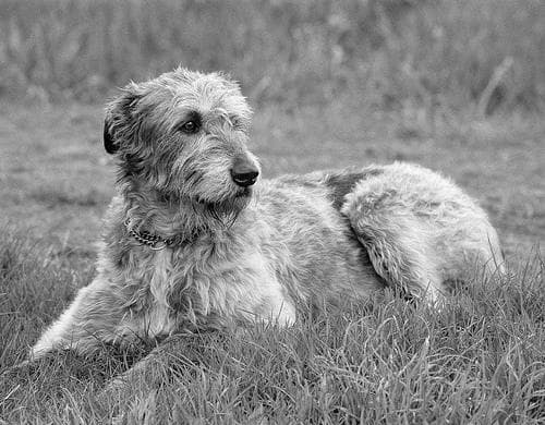 Irish Wolfhound