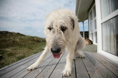 wolfhound