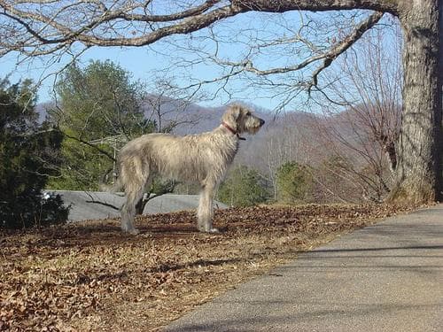 wolfhound