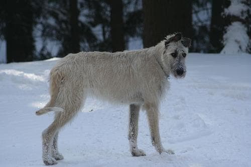 wolfhound