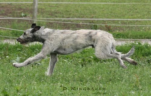 Irish Wolfhound