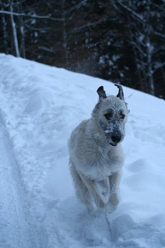 Irish Wolfhound