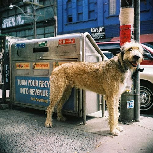 Irish Wolfhound