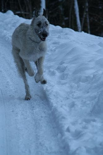 wolfhound