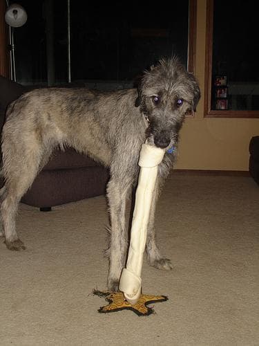 Irish Wolfhound