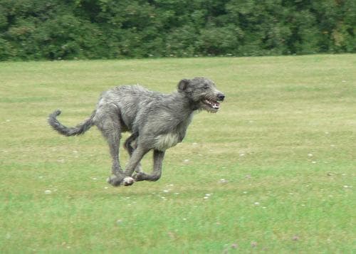 wolfhound