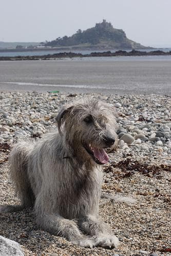 wolfhound