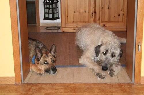 Irish Wolfhound