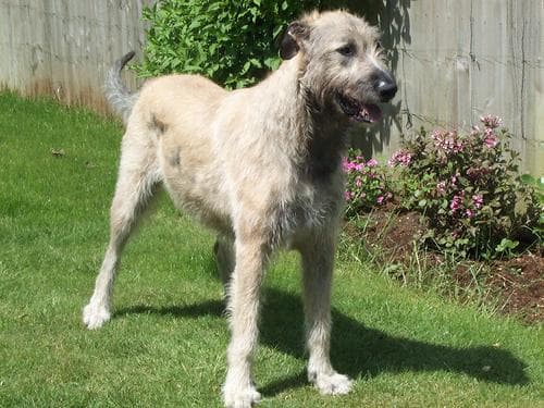 Irish Wolfhound