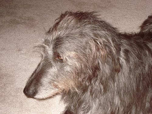Irish Wolfhound