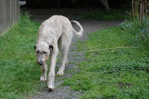 Irish Wolfhound