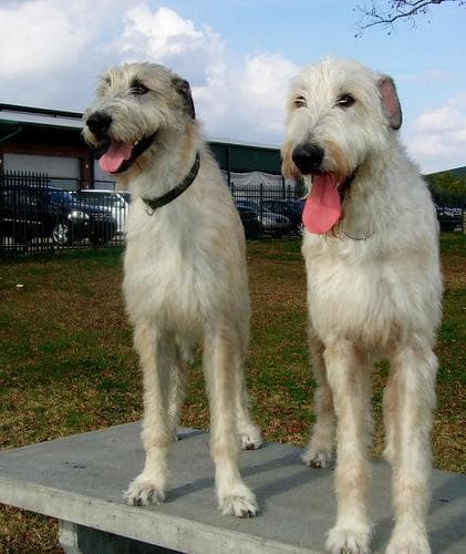 Irish Wolfhound