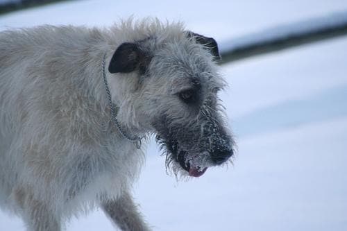 Irish Wolfhound