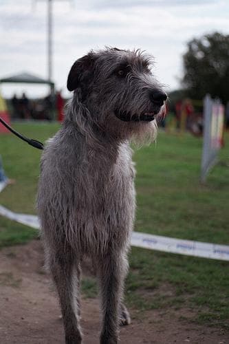 Irish Wolfhound