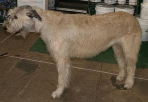 Irish Wolfhound