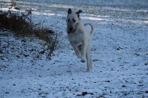 Irish Wolfhound