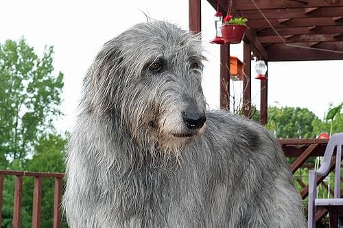 Irish Wolfhound